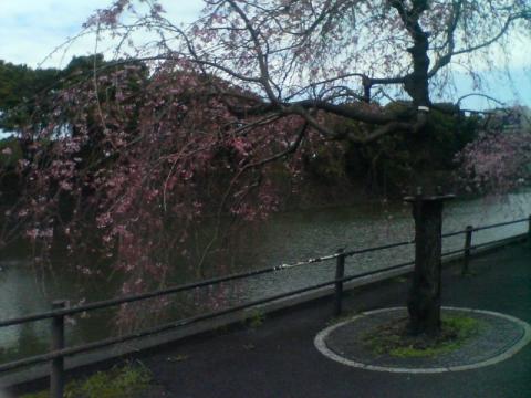 枝垂桜が５分咲きでしょうか。お堀の白鳥をバックに皆さんが写真を撮っていました。