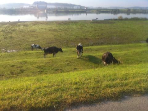 茨城県側河川敷では乳牛が放牧。しばし休憩。
帰宅して、サイクルシューズが臭いとおもったらう○ち踏んでた。