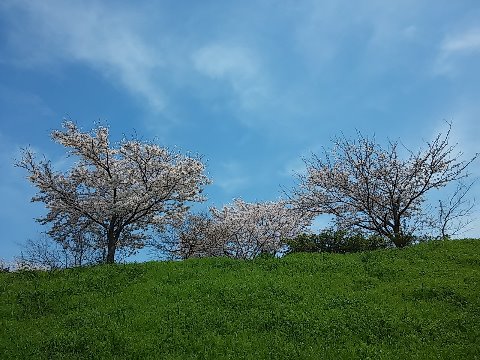 やっぱり桜には青空が合いますね。