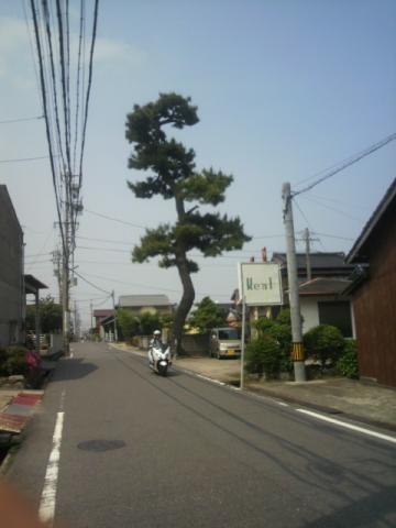 東海道名残りの一本松。樹齢何年なんだだろう。


ちなみにここで携帯電池切れる。