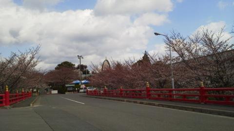 東京は満開のようですが、うちの近所はまだ３分咲きといったところです。早くあったかい春こ～い。