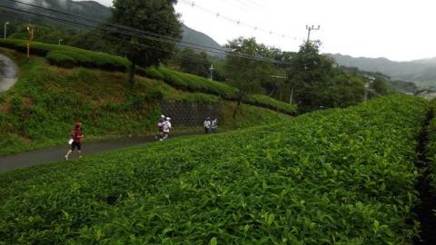 お茶畑の続く道。かなり山の高いところまでお茶畑があった。