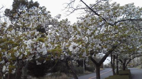 葉っぱと一緒に咲くこの桜、大好きです(^-^) ピンぼけになったけど。。。