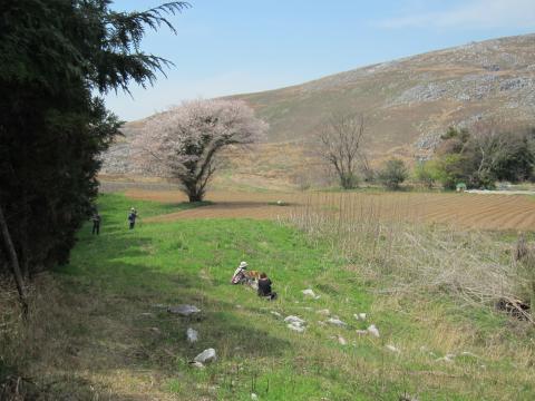 石灰岩がにょきにょき出ている山の中に、桜がきれいに咲いてました。