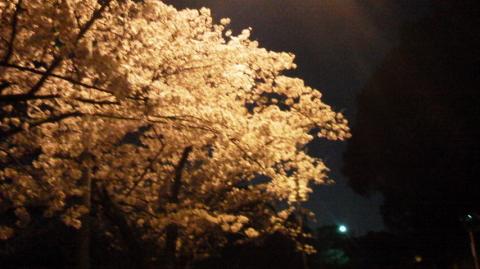 ライトに照らされたところを撮ってみたけど、こちらもピンぼけです(^-^; 向こうに見えるのは月のように見えますが、実は街灯です。何組か年配ご夫婦が花見しながら散歩してました(^-^)