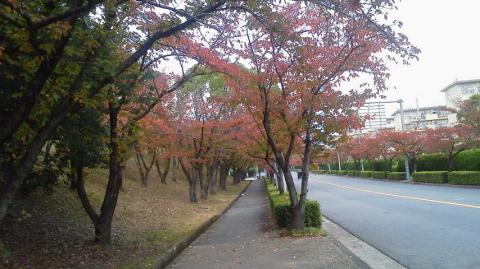 桜並木が少し紅葉していた。