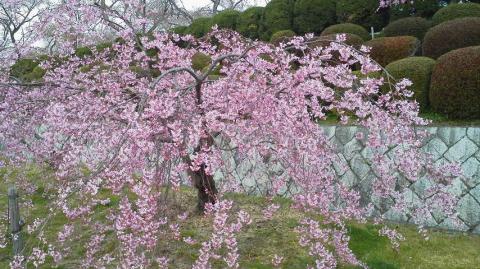 このしだれ桜は、きれいでした！