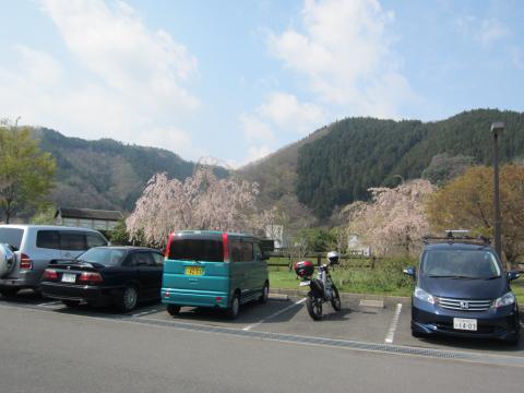 出発地点の駐車場。桜が満開（大阪では、完全に散ってるのに）