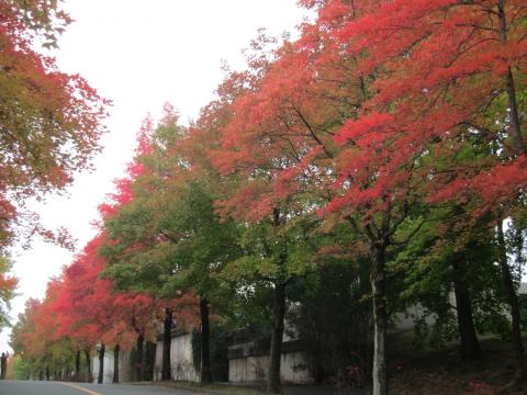 うちの街の紅葉で有名な通り。木の名前は不明。