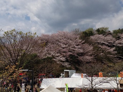 さくら祭りでにぎあう山田富士公園