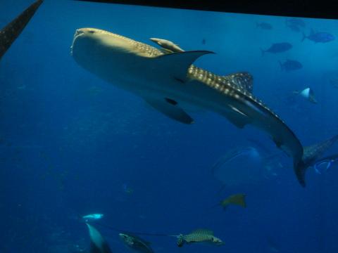 美ら海水族館のじんべいサメ