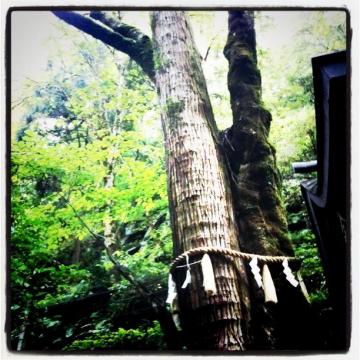 木畝神社奥院にそびえ立つ御神木、連理の杉