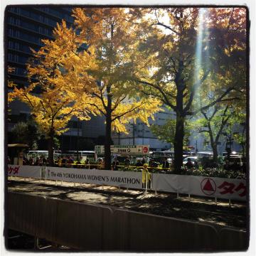 横浜国際女子マラソンの応援！
山下公園の銀杏並木も色づいています。選手は皆さんキラキラ輝いていました。
