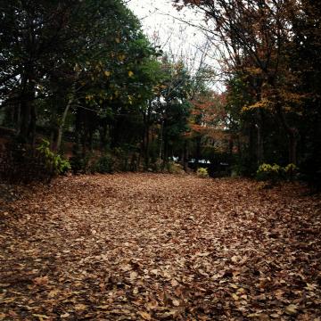 枯葉の絨毯が引きつめられた緑道！