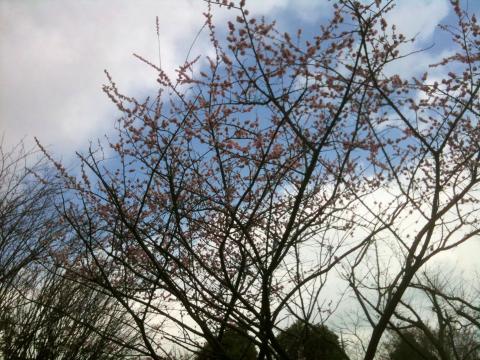 まるでさくらの様なうすピンク色の梅の花、、、もうすぐ春が訪れます。