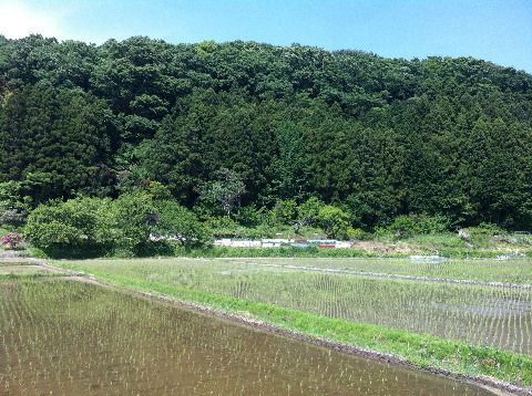 蛙の詩人、草野心平のふるさと小川は、自然にあふれたのどかでとても良い所ですよ。