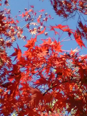 八雲神社で１本見事に紅葉してました