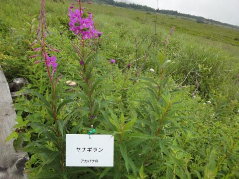 奥霧ヶ峰の先の湿原と牧場で