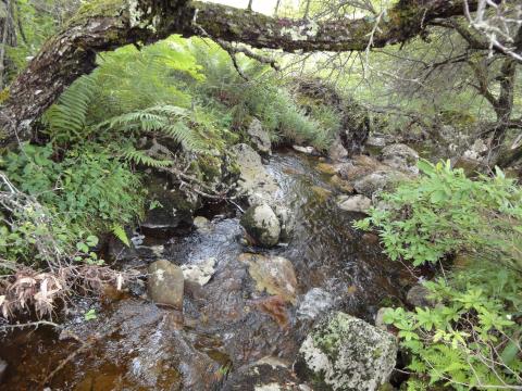 奥霧ヶ峰の先の湿原と牧場で