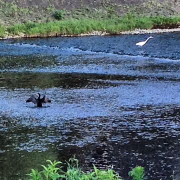 鴨川は今日も鳥たちがのんびりと魚をついばんでいる。