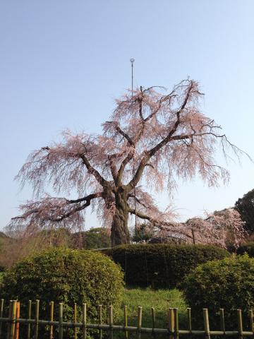 円山公園の有名なしだれ桜らしいけどよくわかりません。