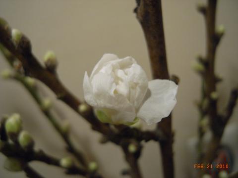 ＬＳＤ後半残り３キロにあるワールドフラワーで、今日は白い桃を購入。まだ全部つぼみだったが、暖かい部屋の中で早速そのうちのひとつがほころび始めた。春だなー！
