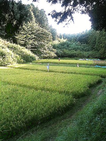 田んぼも収穫近く、美しいグリーン、本当にここも横浜市か？