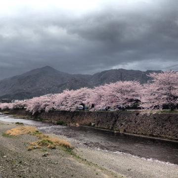 京都北山を背景に、満開の桜。天気悪いながら、桜のピンクが映えて、それなりに良い景色。