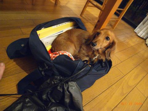 鞄が大好きな愛犬。娘の学校に連れて行って欲しいらしい。