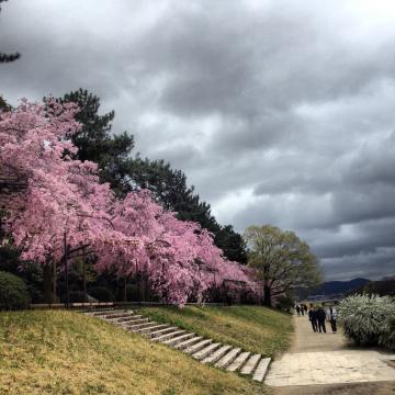 昨日の荒れ模様でソメイは散り模様だったけど、遅咲きのしだれ桜は満開。