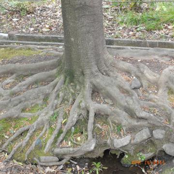 木の根っ子はトラウマです。