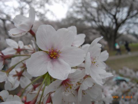 午後から砧公園でお花見。曇っていて寒かった。真冬の格好で行って正解。