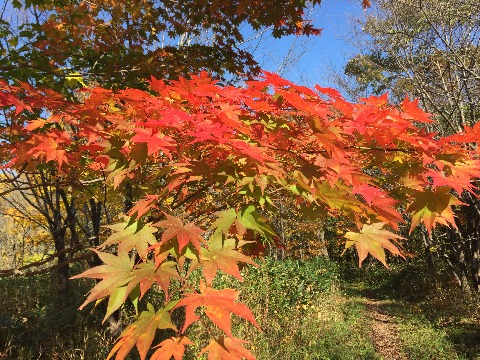 秋の紅葉真っ盛り