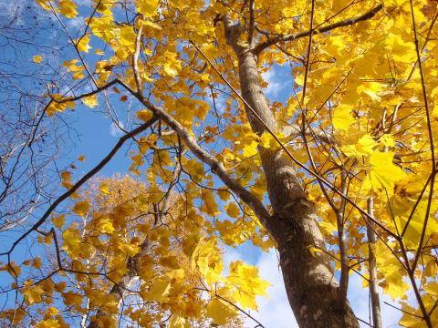 イタヤカエデの黄葉。ミズナラ、カツラ、シナノキ、ハルニレ、ハリギリなど、黄色く色づく木が多い。