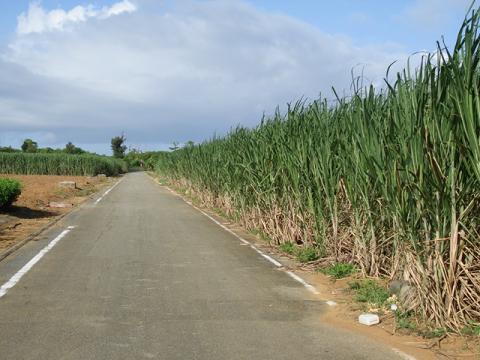 ざわわのさとうきび畑。　沖縄でも那覇市内のような都会よりもこういうド田舎が好きです。