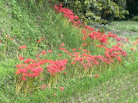 矢倉沢の曼珠沙華