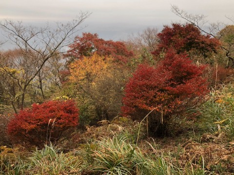 関八州見晴台の紅葉