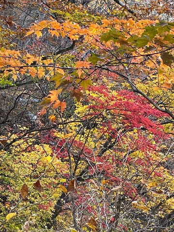 紅葉は今が盛り