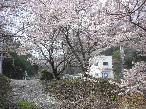 矢倉沢の早咲きの桜。その脇を足柄峠に向かって快走するランナーが