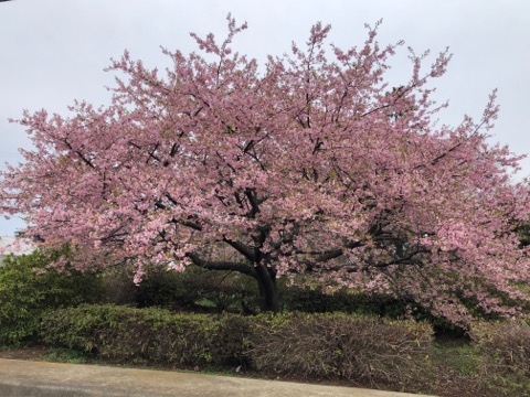 茅ヶ崎里山公園の河津桜