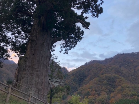 樹齢２０００年の箒杉