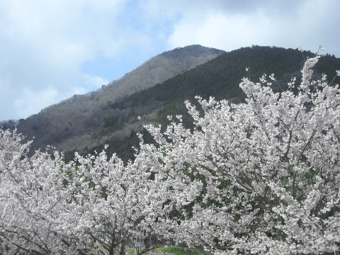 桜と矢倉岳