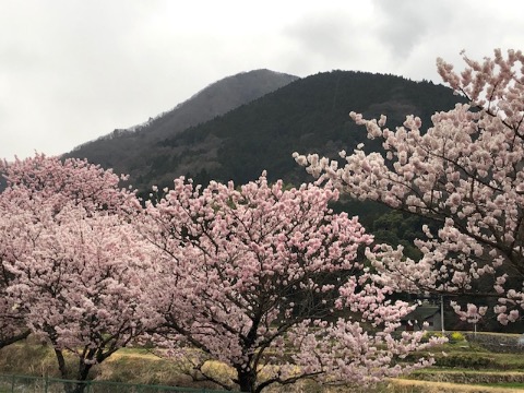 矢倉岳をバックに早咲きの寒桜