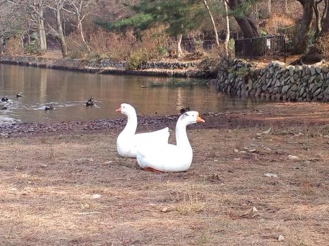 宝が池の白鳥。傍に寄っても、全く逃げる気配なし。