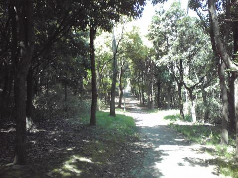 小学校裏のトレイル風歩道。