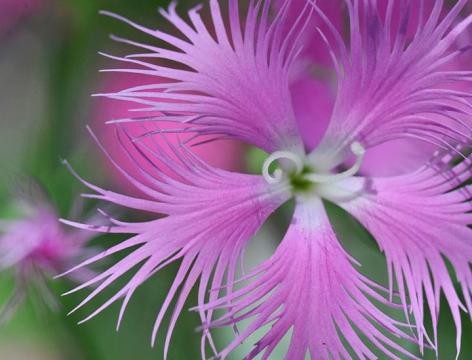 なでしこの花　（柳生真吾さん撮影）