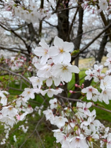 今年の桜の花びらほ白めな感じ。