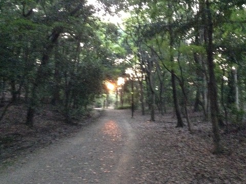 緑道の木々の間から見えた朝日。うーんぶれてる。