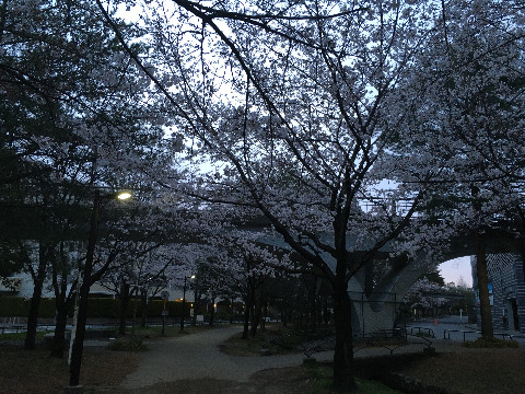 桜は見頃だけど、東京では週末外出自粛要請がでてしまった。ここは神奈川だから従う必要はないんだけど･･･
