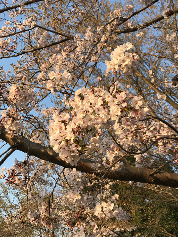 牛久保公園の桜